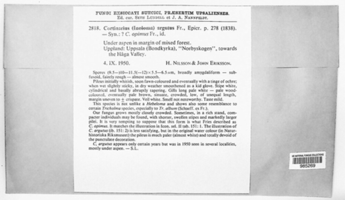 Phlegmacium argutum image